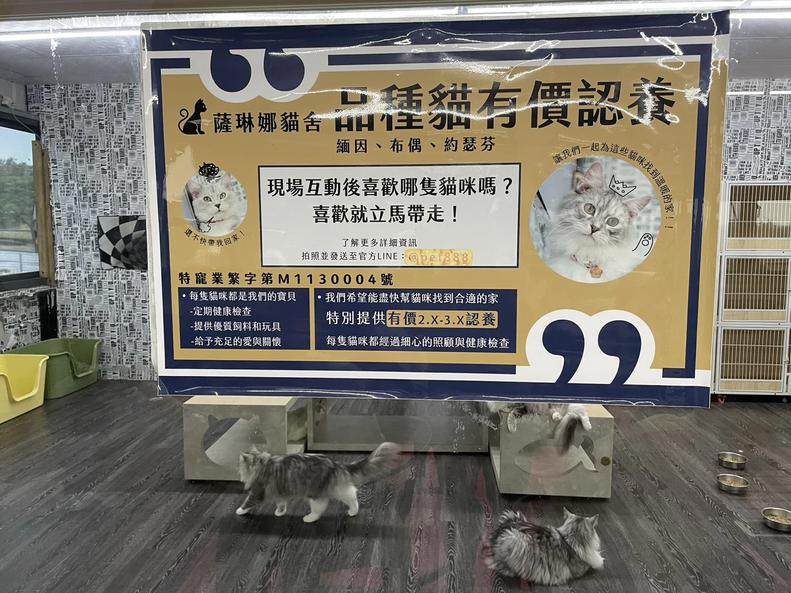 微笑白雲_貓房