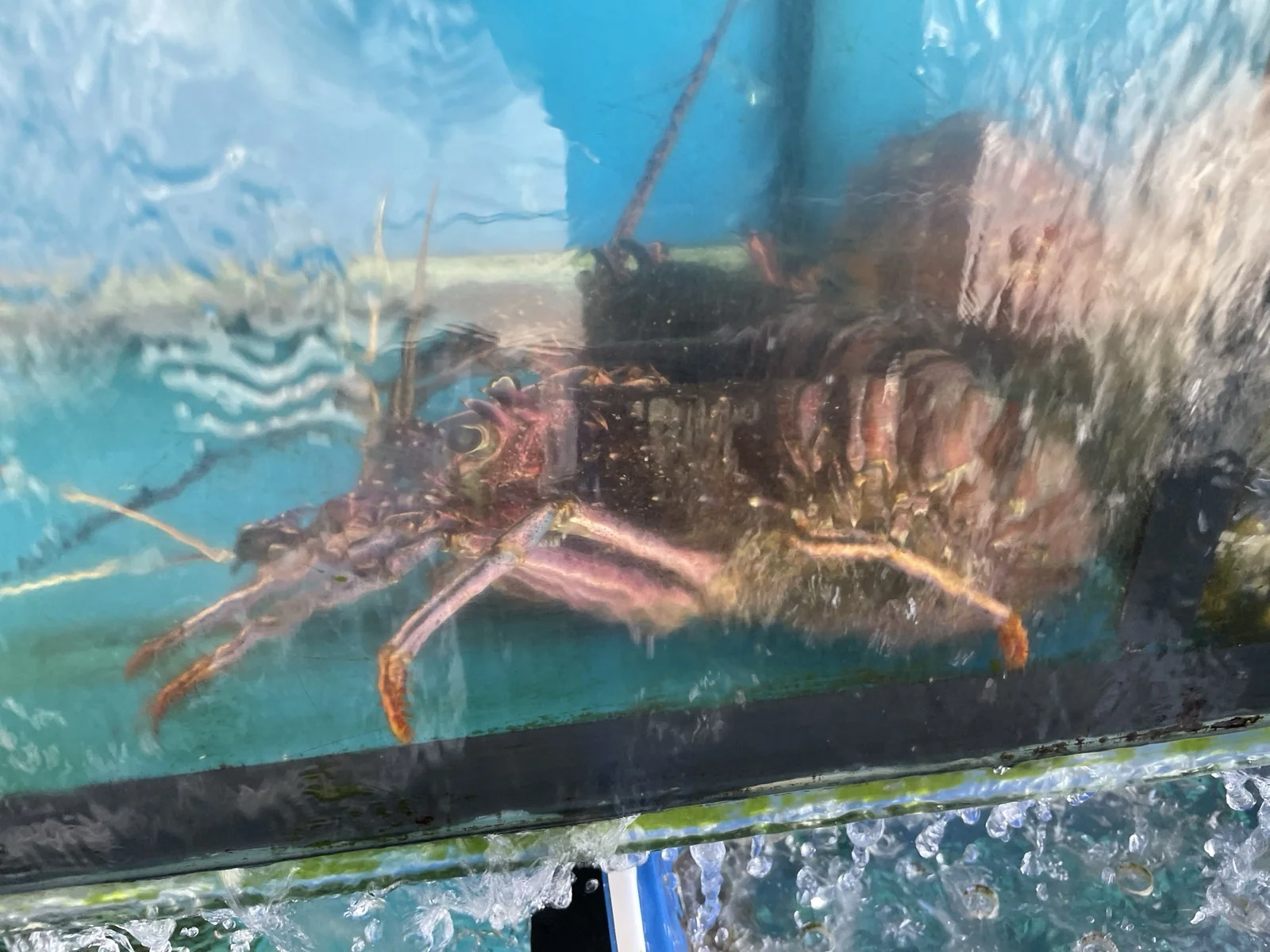 上安活海鮮_龍蝦