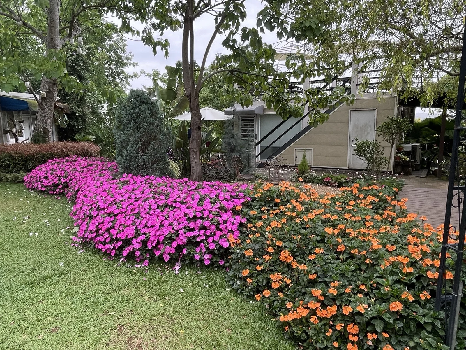 幸福山丘_花