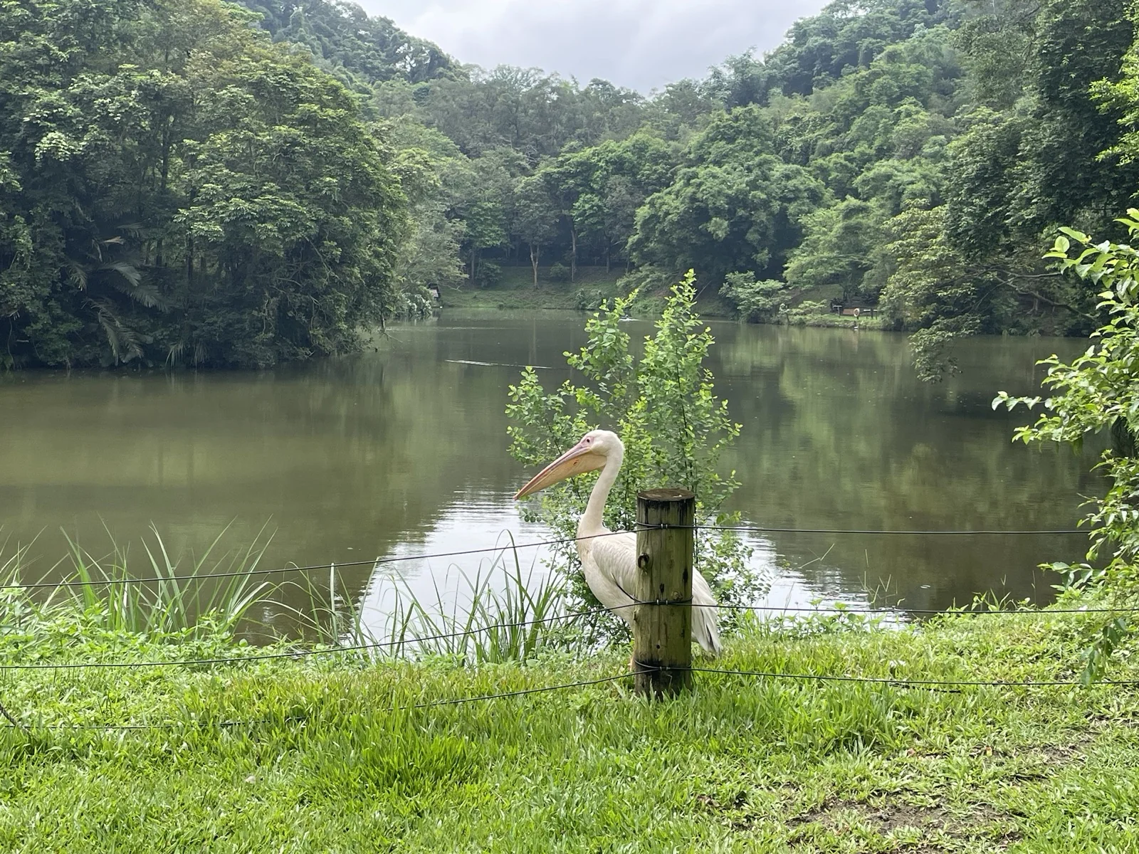 鵜鶘