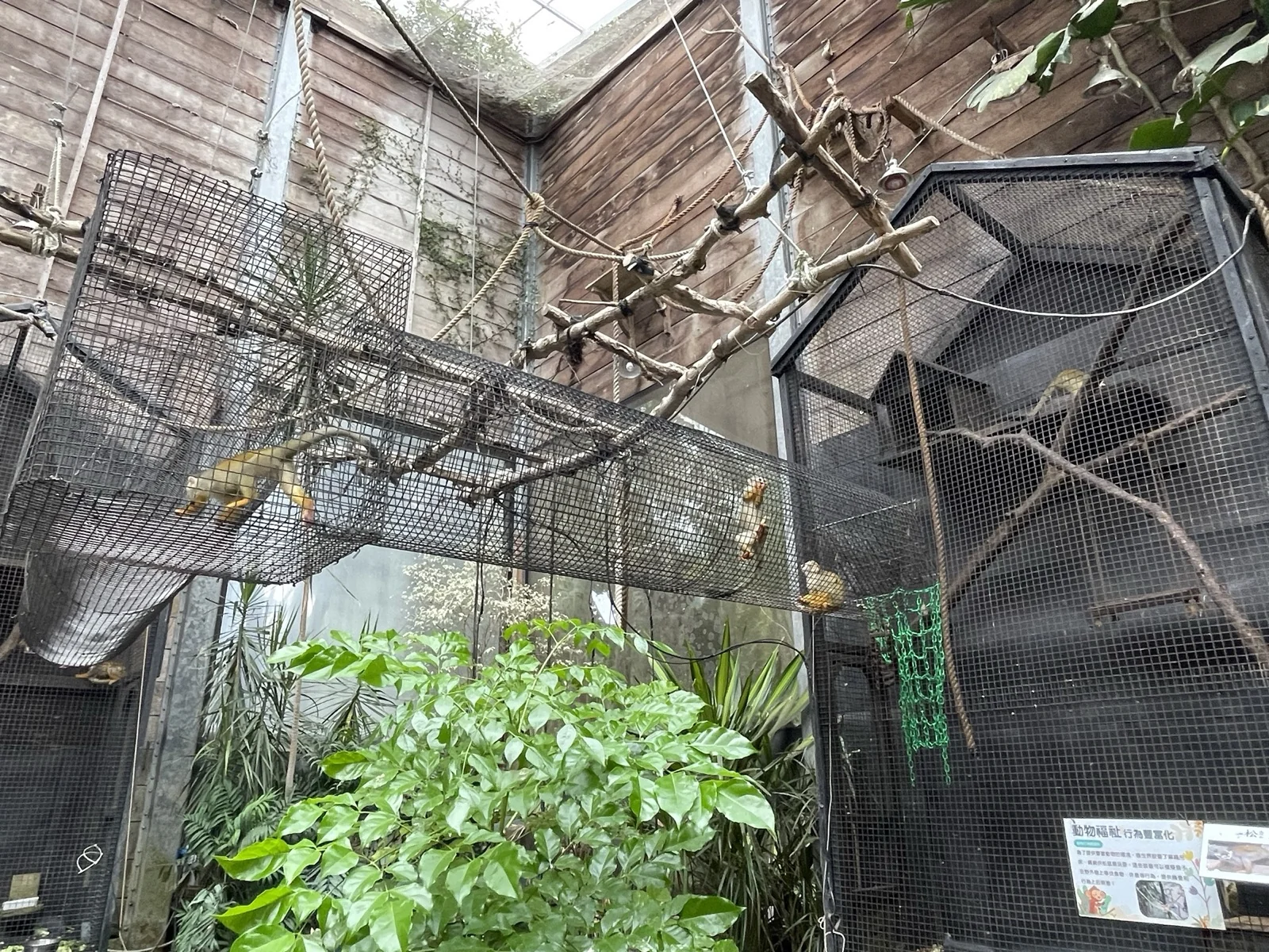 長尾猴