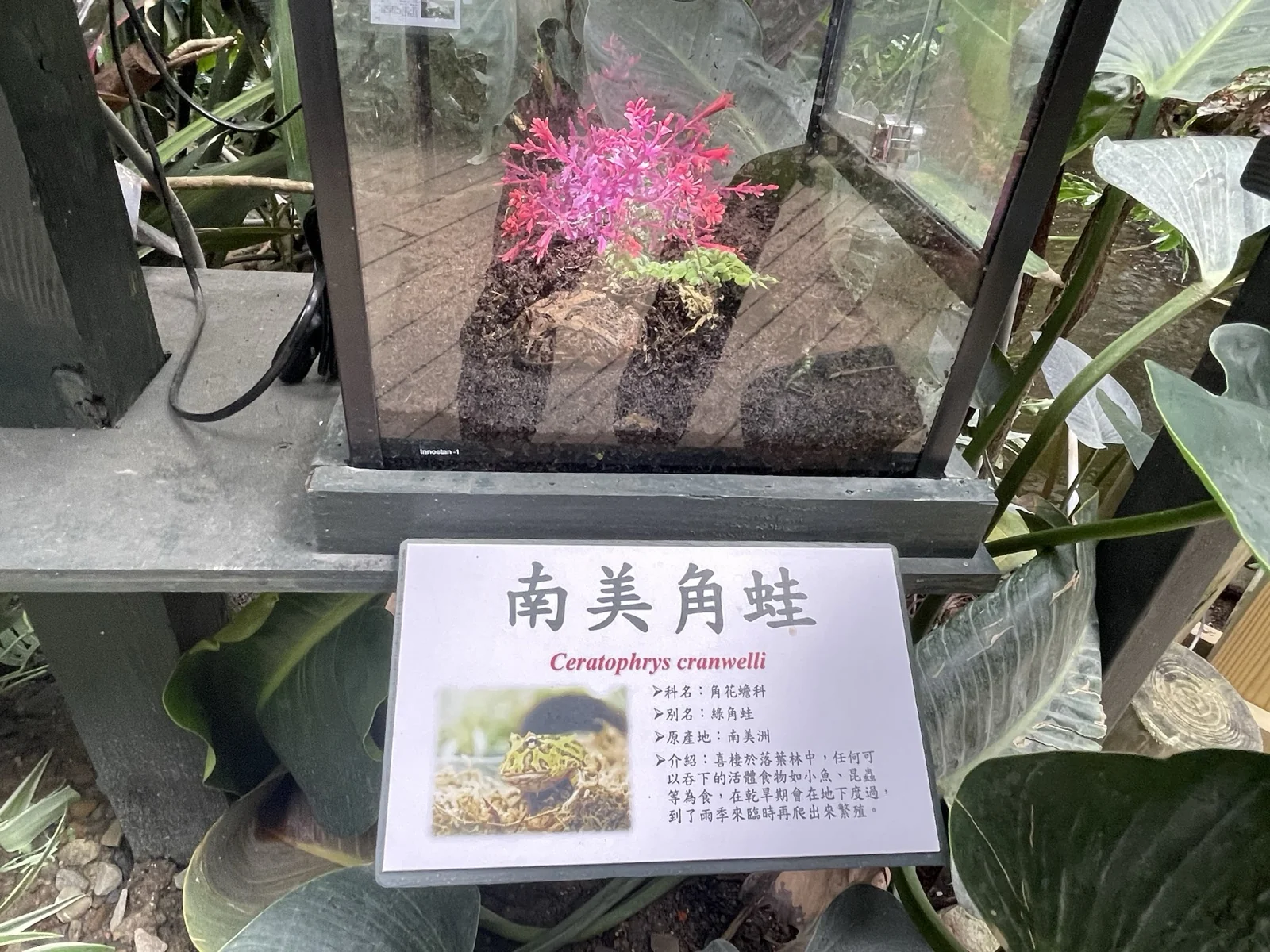 南美角蛙