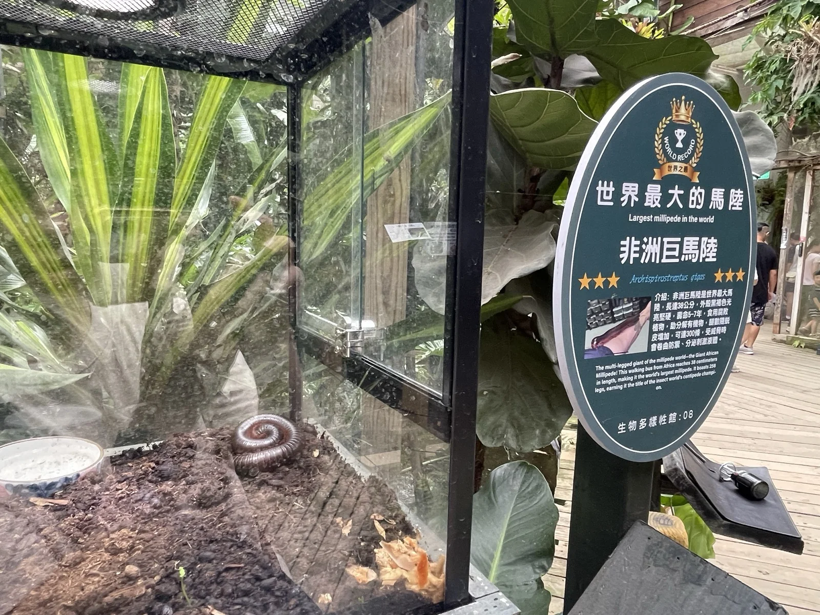 馬陸