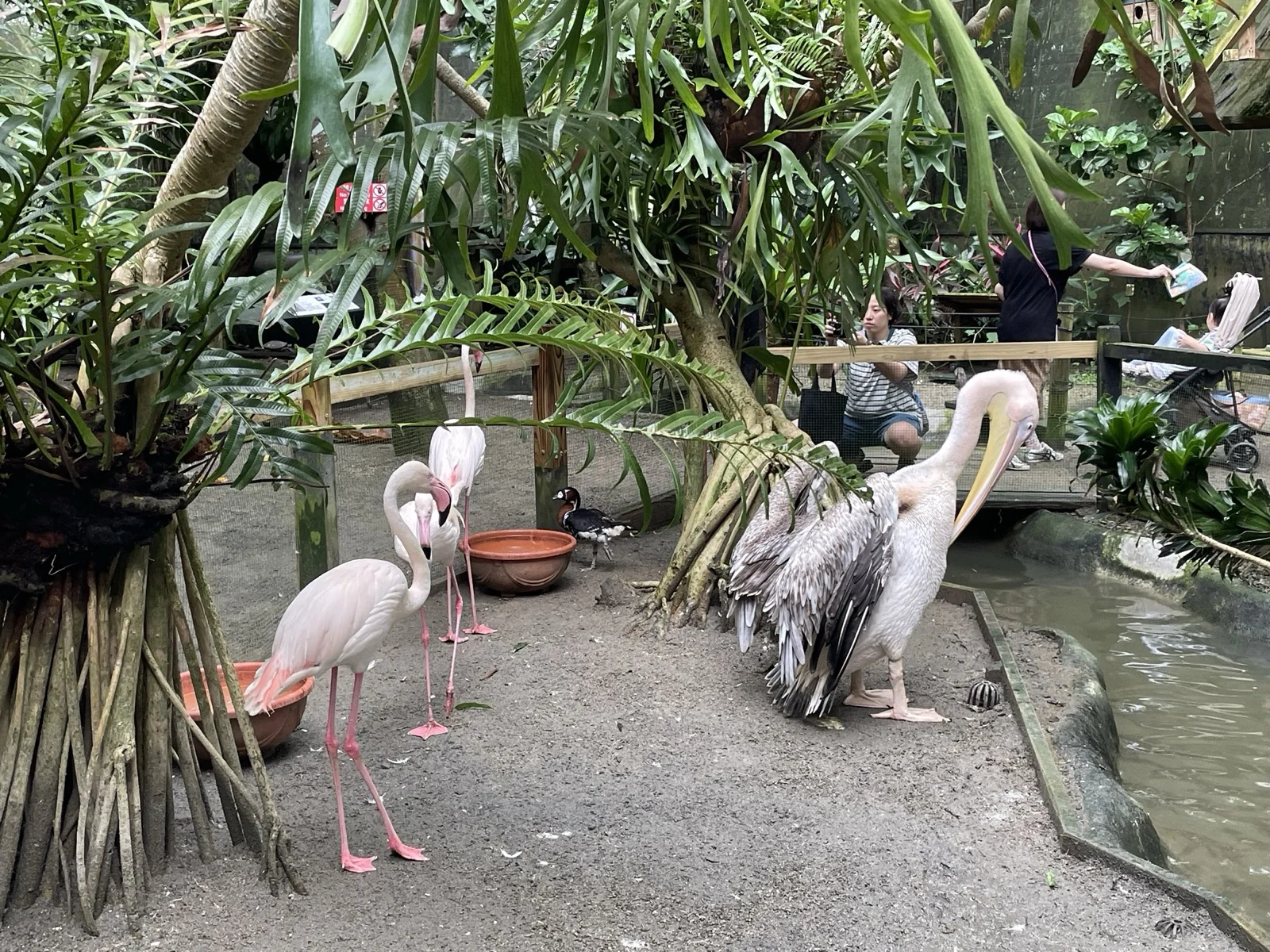 鵜鶘&紅鶴