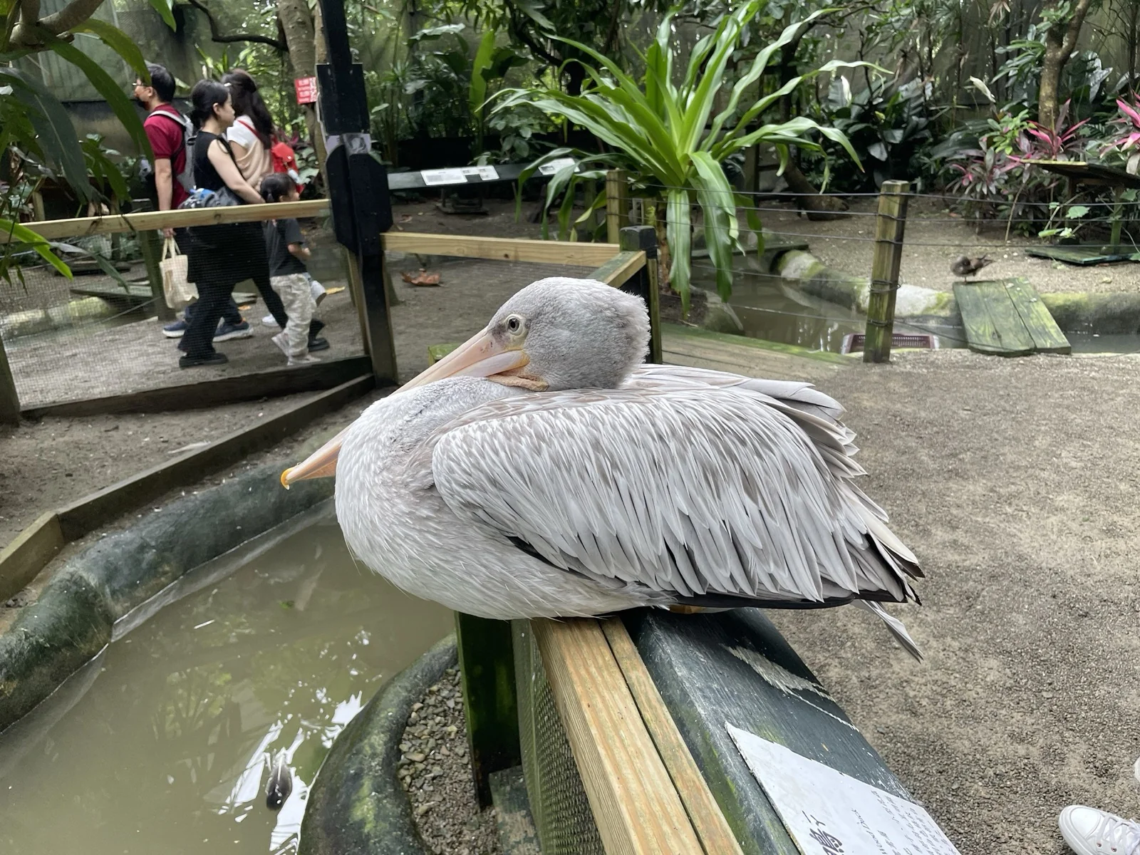近距離拍鳥