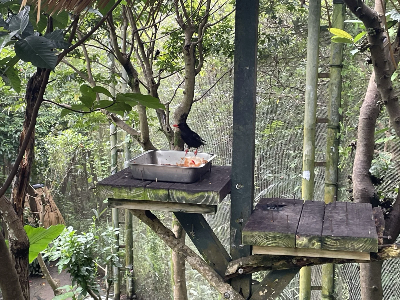 鳥園