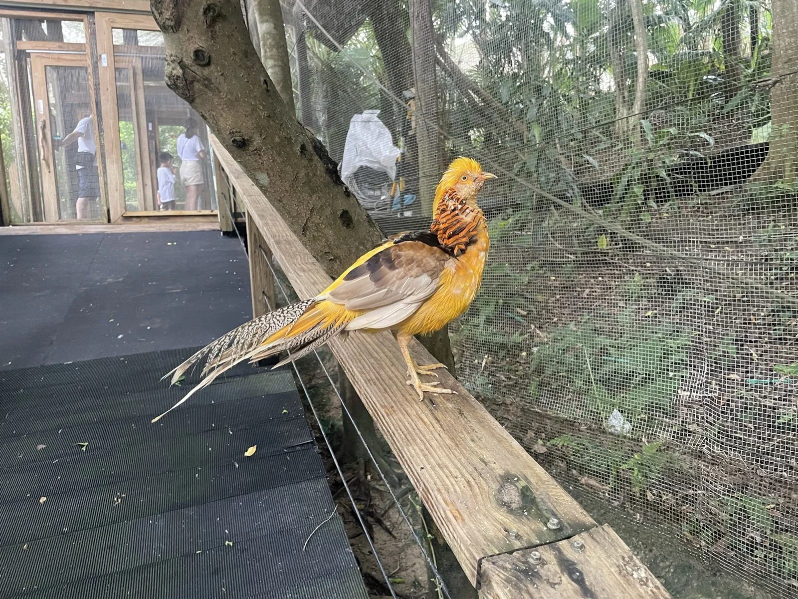 金色的鳥
