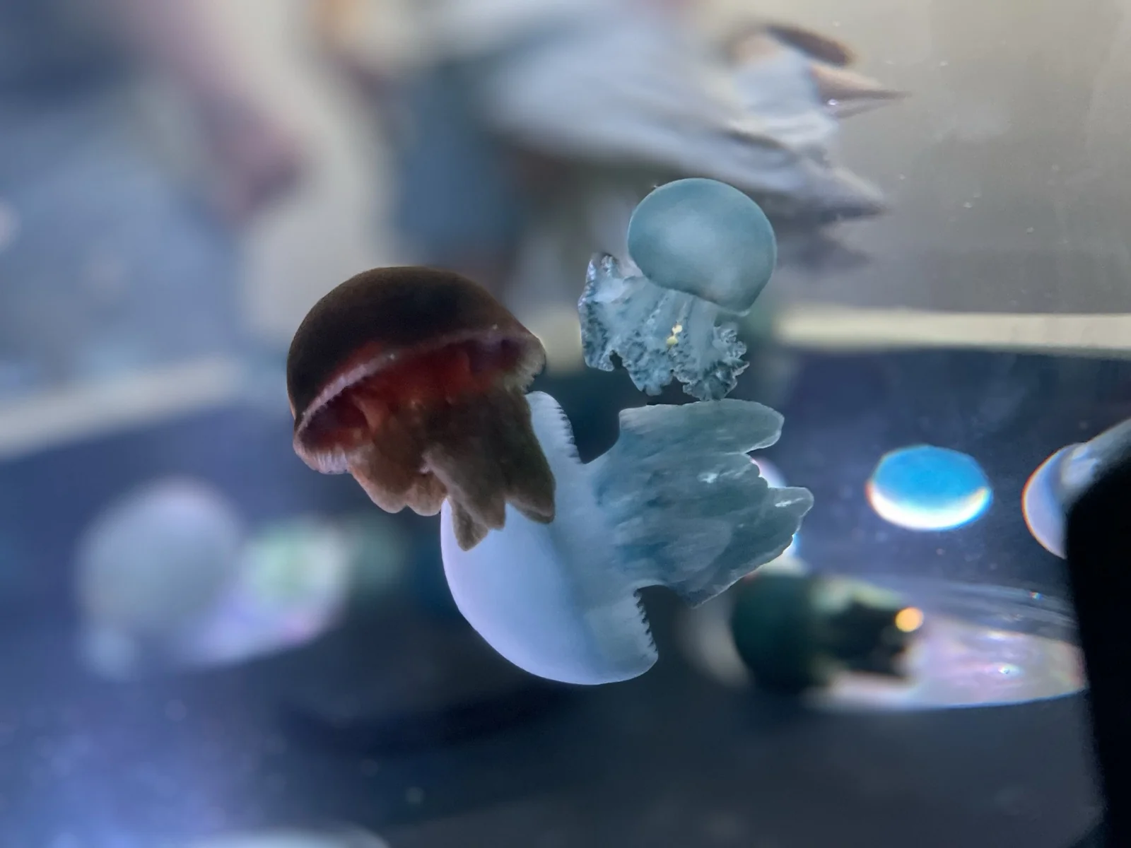 台中海洋館